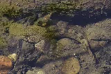 Paiute Sculpin, photographed in California