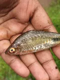 Black-spot Barb, photographed in Kerala