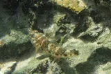Cocos Frillfin Goby, photographed in New South Wales