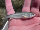 Utah Chub, photographed in Utah