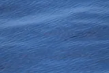 Sailfin Flyingfish