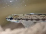 Bankhead Darter, photographed in Alabama