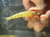 Logperch, photographed in Arkansas