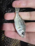 Silver Jenny, photographed in Florida