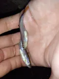 Cherryfin Shiner, photographed in Mississippi