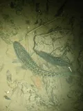 Blotched Snakehead, photographed in Hainan