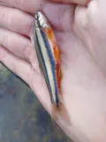 Southern Redbelly Dace, photographed in Missouri