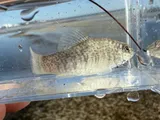 Goldspotted Killifish, photographed in Florida