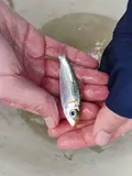 Redear Herring, photographed in Florida