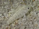 Sheepshead Minnow, photographed in Florida