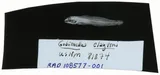 Blackfin Goby, photographed in Canal Zone