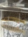 Orangebelly Darter, photographed in Arkansas