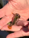 Northern Madtom, photographed in Pennsylvania