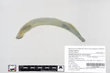 Silver Lamprey, photographed in Minnesota