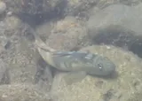 Hiukole Goby, photographed in Hawaii
