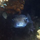 Porcupinefish