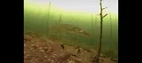 Northern Pike, photographed in Chelyabinsk