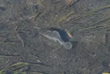 Pecos Pupfish, photographed in New Mexico