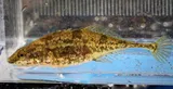 Bloody Stickleback, photographed in New York