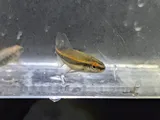 Redeye Chub, photographed in Alabama