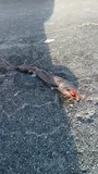 Spiny Dogfish, photographed in Trøndelag