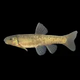 Tonguetied Minnow, photographed in Ohio