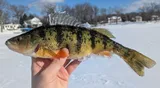 Yellow Perch, photographed in Michigan