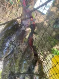 Brown Bullhead, photographed in Georgia