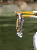 Yellowfin Goby, photographed in California