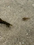 Sharpnose Sculpin, photographed in Oregon