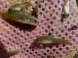 Rainwater Killifish, photographed in Utah
