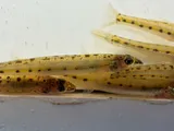 Eastern Sand Darter, photographed in Ohio