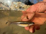 Bluntnose Minnow, photographed in Missouri
