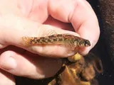 Riverweed Darter, photographed in Virginia
