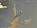 Southern Starhead Topminnow, photographed in Texas