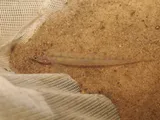 Scaly Sand Darter, photographed in Texas