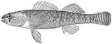 Mud Darter, photographed in Illinois