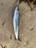Atlantic Red Herring, photographed in South Australia