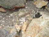 Fountain Darter, photographed in Texas