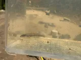 Dusky Darter, photographed in Louisiana