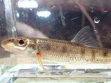 Blotched Chub, photographed in Tennessee
