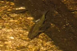 Pahranagut Roundtail Chub, photographed in Arizona