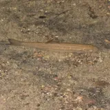 Fallfish, photographed in Ontario