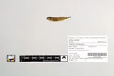 Shorthead Sculpin, photographed in Oregon