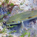 Samoan Goatfish
