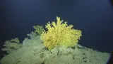 Hollardia goslinei