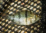 Blackbanded Sunfish, photographed in New Jersey