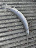 Longnose Gar, photographed in Maryland