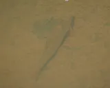 Blacktip Jumprock, photographed in North Carolina