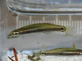 Pygmy Killifish, photographed in Florida